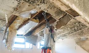 Mold Remediation for Rental Properties in Cadiz, KY